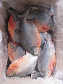 FROZEN  RED   POMFRET 
