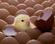 Ross 308  Fertilized   Chicken   eggs 