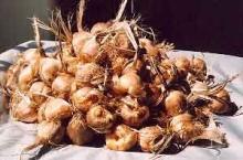 saffron onion