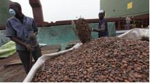 cocoa beans for sale