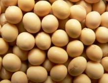  Isolated   Soy   Protein   90 %/ ISP