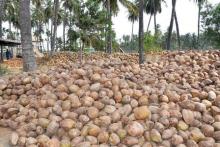 Coconut water processed in an organic standard.