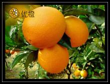 Chinese Navel Orange