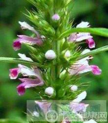 supply Motherwort Herb PE