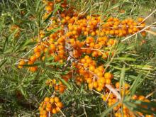 China  Sea   Buckthorn   Seed  Extract