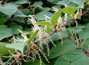 Giant   Knotweed   Extract 