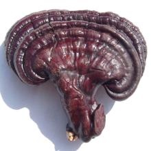 Ganoderma Lucidum (Reishi) Mycelium Extract and Polysaccharides