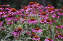Echinacea Herb Extract Powder