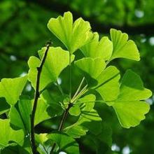 Ginkgo Biloba extract Flavones>24% Lactones>6%