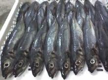 mackerel