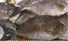 TUNA
