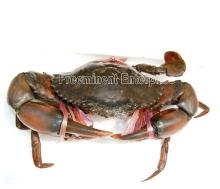 Live Mud Crab