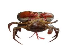 Female Live Mud Crab With Eggs
