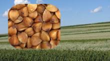 New Roasted Buckwheat Kernel