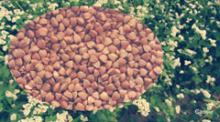 2012 Roasted Buckwheat Kernel
