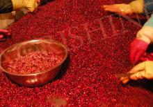 IQF  lingonberry  or  frozen   lingonberry 