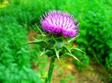 Milk Thistle Extract,  Silymarin ,  Silybin , EP7.0, DAB10