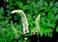 Black cohosh extract