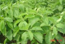Stevia Extract Stevioside