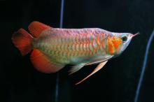 Asian Red and Chili Red Arowana Fishes ready for sale