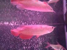 Chili Red Arowana fishes of all breed for sale