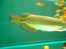 Chili Red ,Super Red Arowana Fishes of all breed and sizes for sale