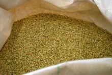 2012 .buckwheat kernels.