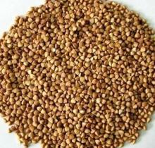  hulled   buckwheat   kernel 