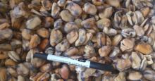 Frozen Cooked Mussel meat