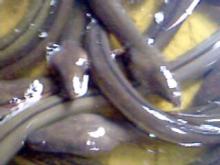 Live Eels (Anguilla anguilla, Bicolor,Japonica, Marmorata,pacific,rostrata etc.)