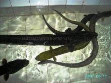 Good offer for Live Eels ( Anguilla   anguilla , Bicolor, Japonica , Marmorata,pacific,rostrata etc.)