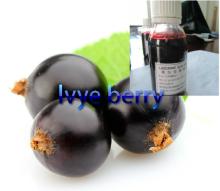 65 brix  black   currant   juice  concentrate