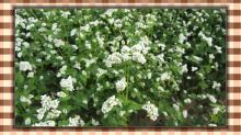 buckwheat kernels in Inner Mongolia