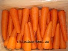 Chinese fresh carrot