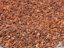 Cocoa