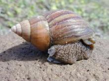 Africa Giants snail
