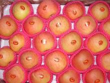 2012 new crop fresh Fuji apple