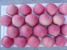 Chinese New Fresh Red Fuji Apple