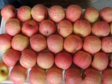 new crop fuji apple