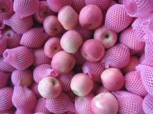 2012 fresh china fuji apple