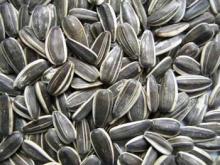  sunflower  seed,  sunflower   oil   seeds 