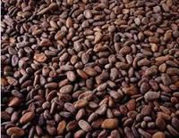 Cocoa Beans for sale at low  rate 