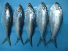 Gizzard  fish 