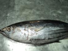 Skipjack Tuna