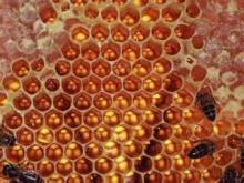 honey combs