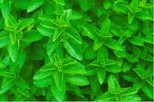  Spearmint  Oil, CAS: 8008-79-5