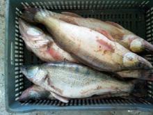  Pike - Perch 