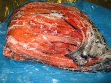 Salmon by Product and Salmon Heads