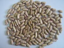 Light Speckled Kidney Beans