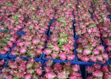 Fresh Vietnam Dragon fruit